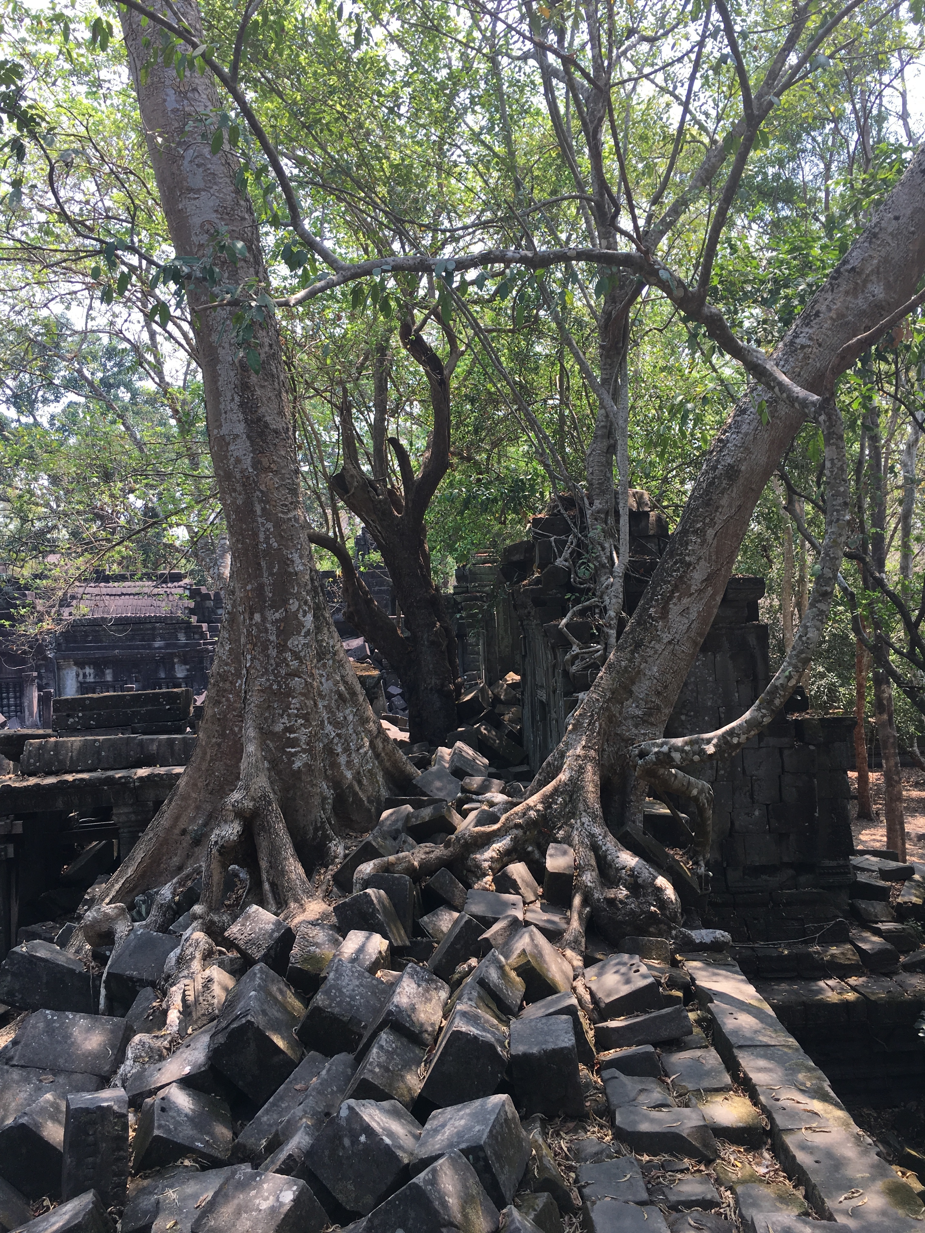 ベンメリア遺跡の全景