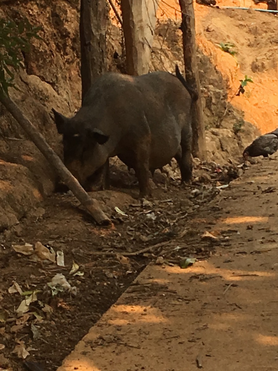 村の小道を歩く豚。動物たちは放し飼いだ
